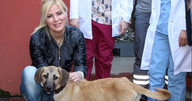 Kuyu köpek hastalığı yendi, Ömür Gedik sahiplendi