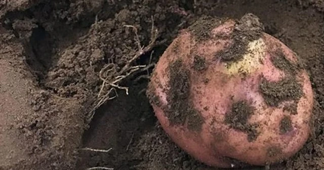 Peru'da Mars'a yakın koşullarda patates yetiştirildi