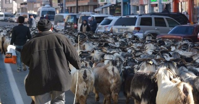 Rizeli çoban keçi sürüsü ile şehir turu attı