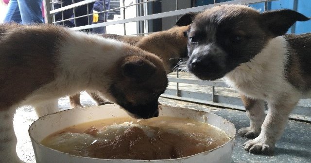 Sokak köpekleri için aşevi açtı