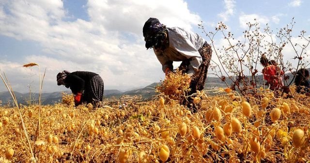 Tarlada fiyatı en çok artan ürün &#039;nohut&#039; oldu