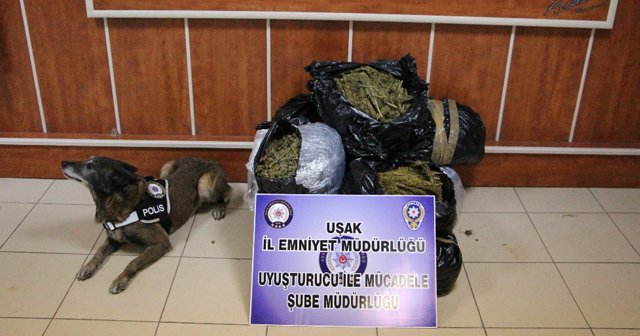 Uşak’ta 49 kilo 800 gram esrar yakalandı