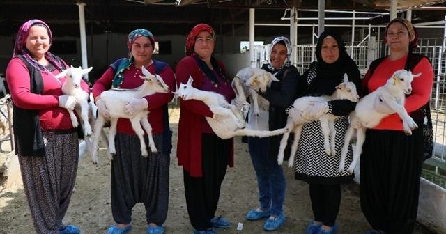 45 kadın ’uygulamalı çobanlık eğitimi’ alıyor