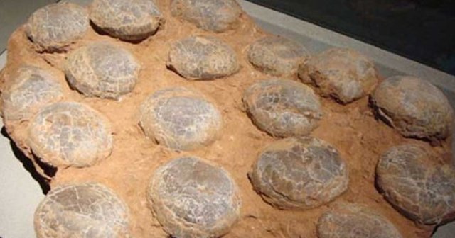70 milyon yıllık dinozor yumurtaları bulundu