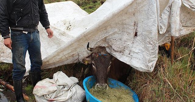 Bataklığa saplanan inek kurtarılmayı bekliyor