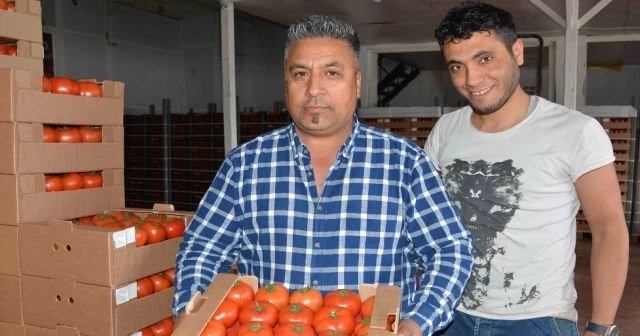 Domates üreticinin yüzünü güldürdü