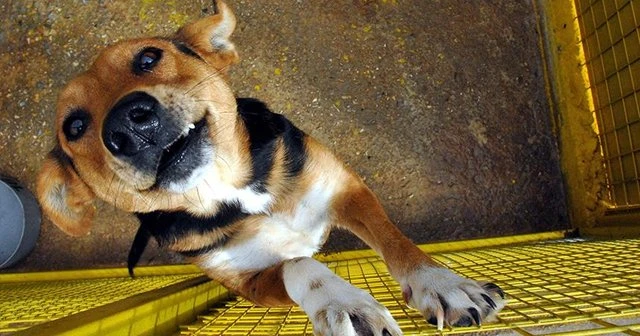 Kedi ve köpek eti yiyenlere para cezası