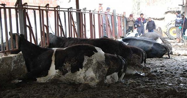 Yem verip sağım işlemine geçti, hepsi yere yığıldı