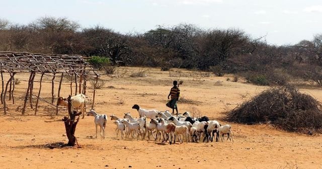 Zimbabve&#039;de okul ücreti canlı hayvanla ödenebilecek