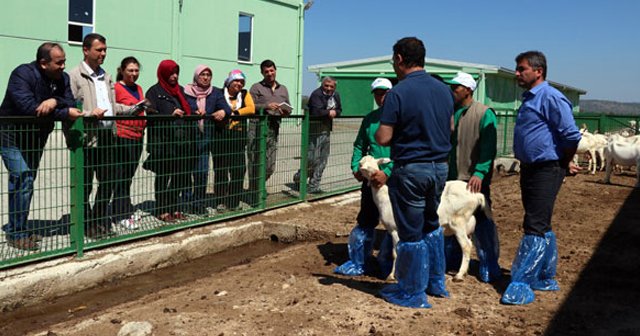 4 bin lira maaşla çoban yetiştiriyorlar