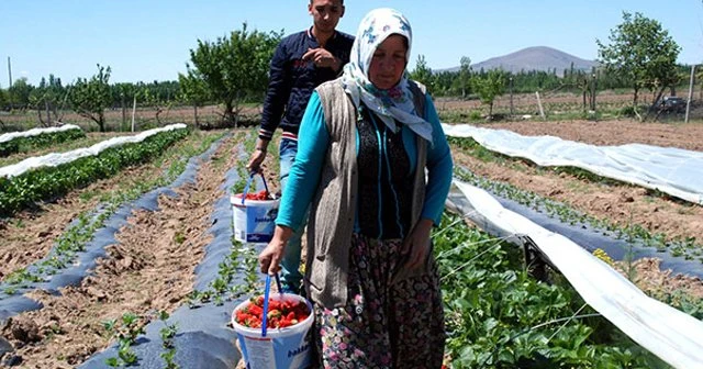 500 kökle çilek üretimine başladı, 25 dekara çıkardı