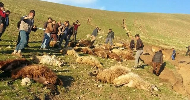 Ağrı'da sele kapılan 70 koyun telef oldu