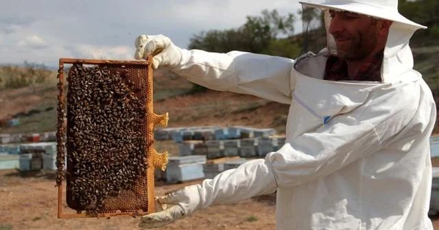 Arılar bal mesaisine koloni eksiğiyle başladı