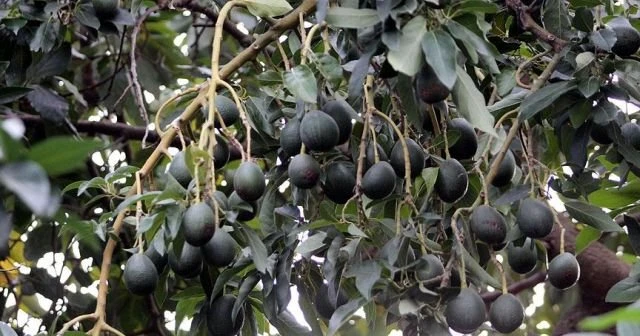 Avokado üretimi talebe yetmiyor