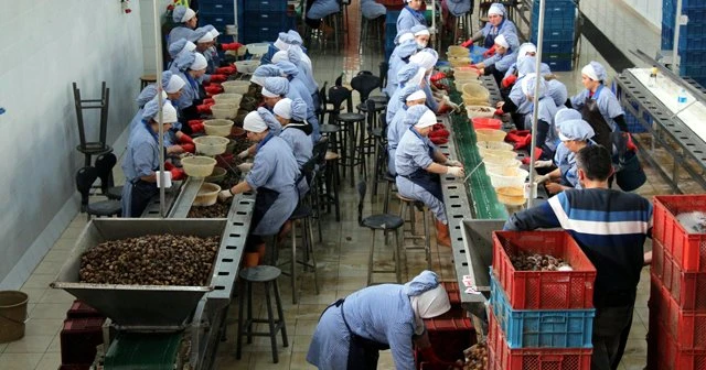 Avrupa'ya yılda 1500 ton salyangoz ihracı!