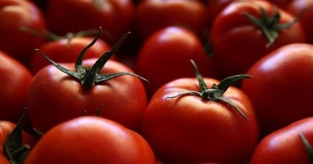 Domatesin kilosu 30 kuruşa düştü!
