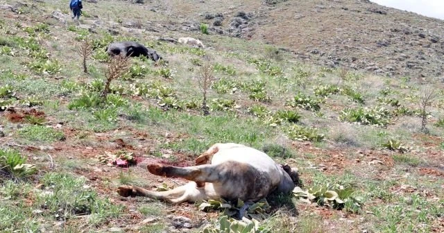 Kaçan danaları önce vurdular sonra kestiler!