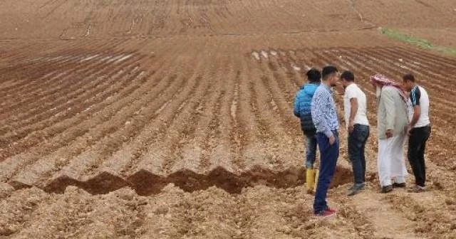 Pamuk tarlasında oluşan dev obruk korkuttu