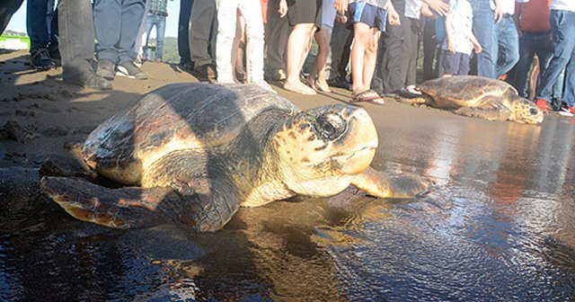 Tedavisi tamamlanan caretta carettalar denizle buluştu