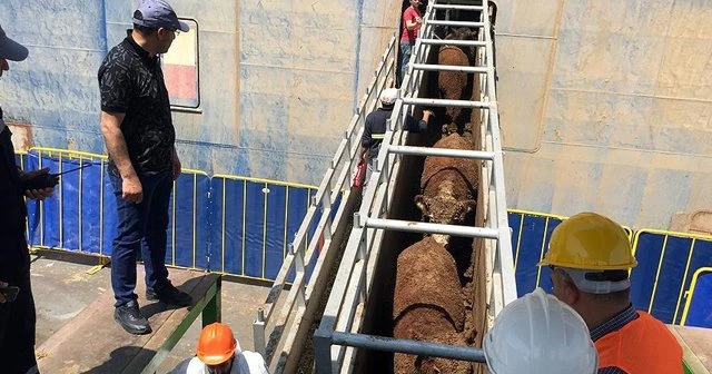 185 bin besilik hayvan dağıtılacak