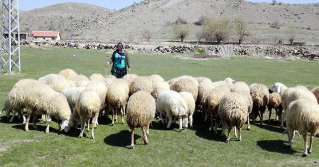 4 bin lira maaşla çoban bulunamıyor