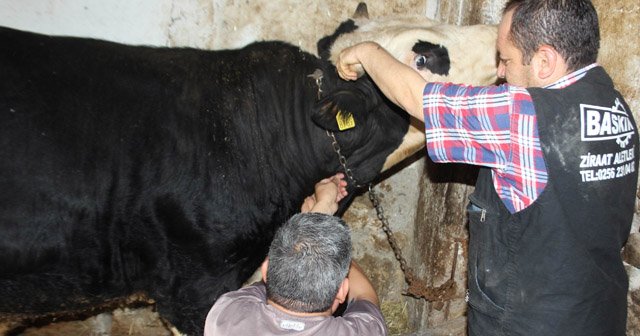 Ani ısı değişiklikleri Aydın’da hayvanları olumsuz etkiledi