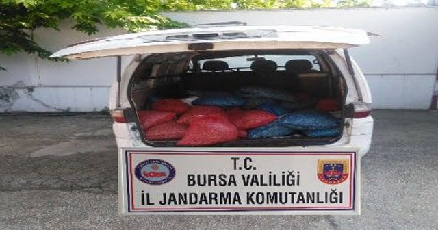 Bursa'da 1 ton kaçak midye ele geçirildi