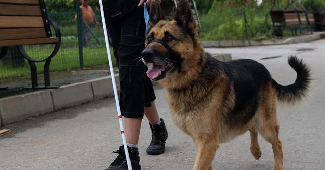 Görme engelliler için 'rehber köpeklere' standart geliyor