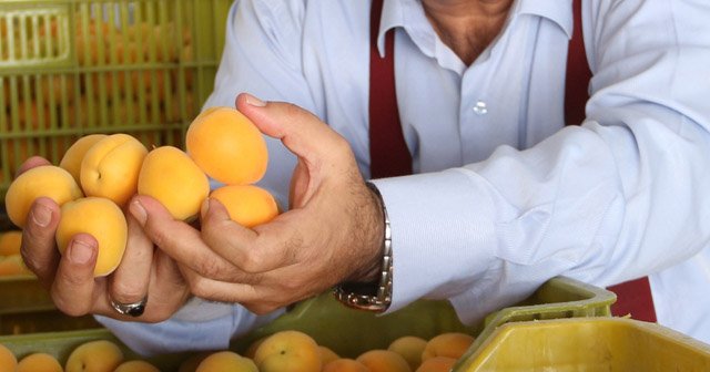 Mut'ta kayısı üreticisi sezonu mutlu bitirdi