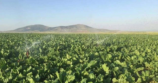 Pancar üreticisi bu yıl 'rekor' bekliyor