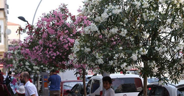 Şehir çiçek açtı