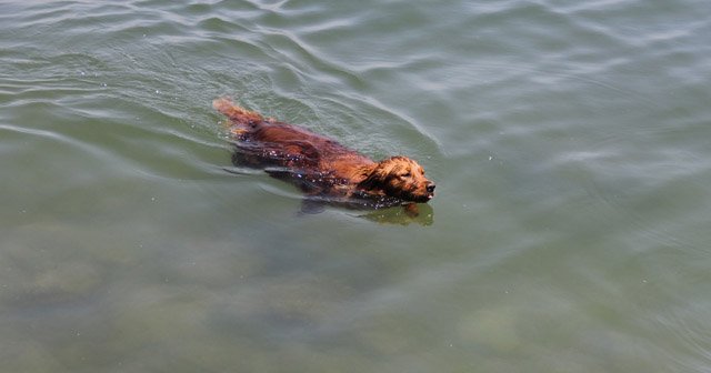 Sıcaktan bunalan köpek, kendini denize attı