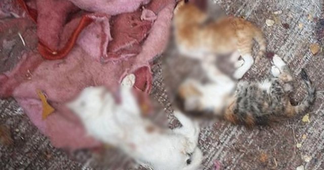 Uşak’ta 17 kedi parçalanmış halde bulundu