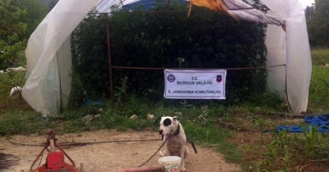 Zehir tacirlerine 'pitbull'lu koruma