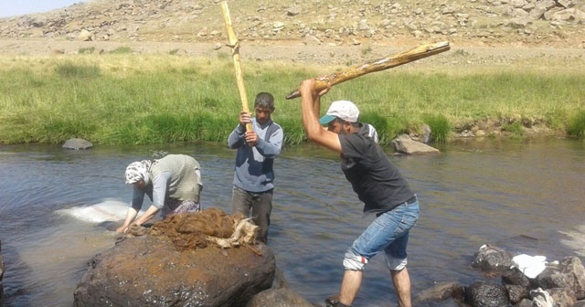 2 bin metre rakımlı yaylada yün yıkıyorlar