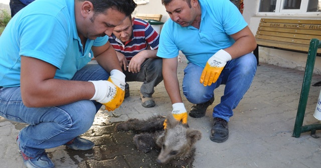 3 aylık yavru açlıktan ölmek üzereyken bulundu