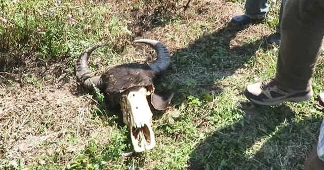 Ağva'da hayvan katliamı! Silahla vurup gövdelerini çaldılar