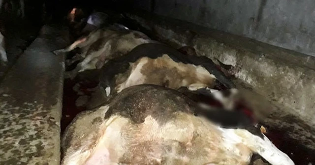 Ahıra yıldırım düştü;  21 büyükbaş hayvan telef oldu