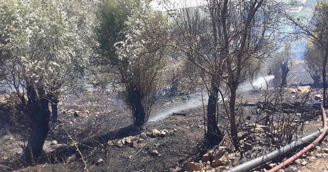 Anamur&#039;da zeytinlik yangını korkuttu