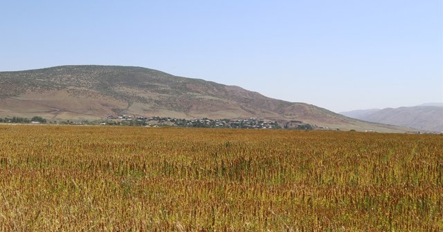 Astronotların besin kaynağı kinoa Bingöl&#039;de yetişiyor