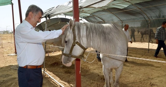 Atlı Okçuluk Türkiye Şampiyonası