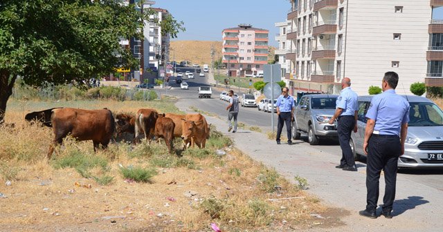 Batman’da başıboş hayvanlar toplanmaya başlandı