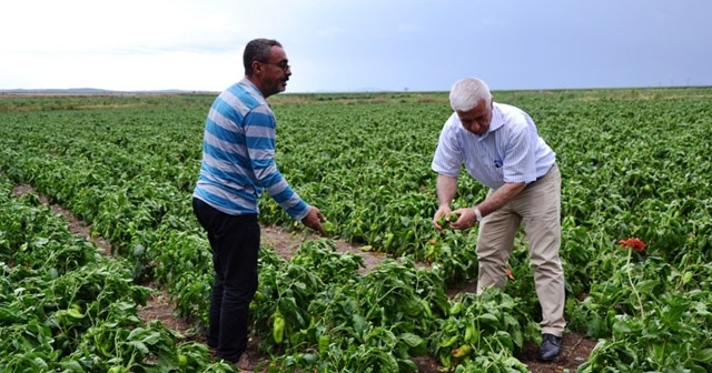 Biga&#039;da tarlaları dolu vurdu