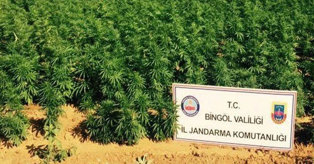 Bingöl’de 50 bin kök hint keneviri ele geçirildi