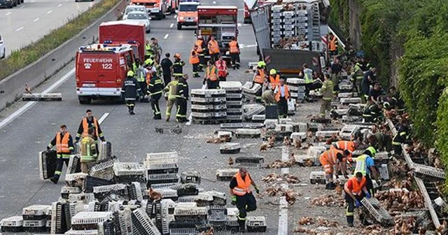 Binlerce tavuk yola fırladı