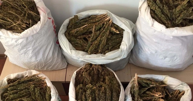Bitlis’te 46 kilo esrar ele geçirildi