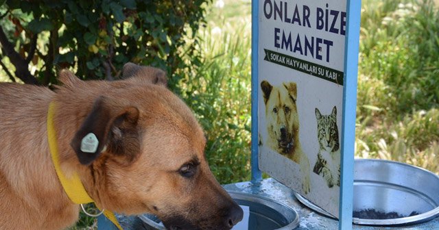 Bozüyük Belediyesi’nden sokak hayvanlarına su ve mama