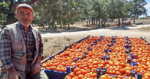 Çanakkale domatesinin hasadı başladı