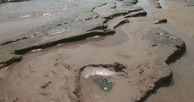 Dalgalar 85 milyon yıllık dinozor izlerini açığa çıkardı
