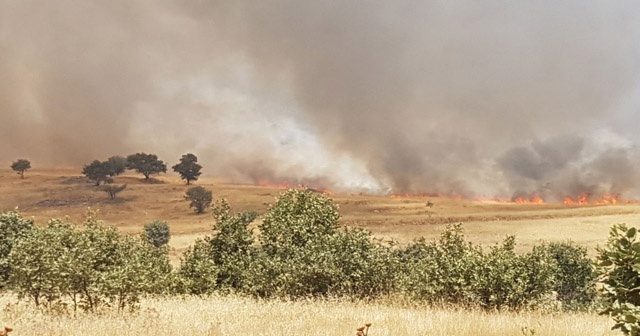 Dargeçit’te arazi yangını